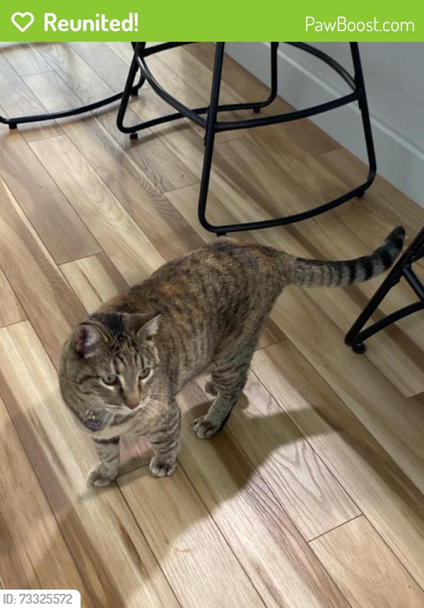 Reunited Female Cat last seen E Amherst Pl, Englewood, CO 80113, EE. UU., Englewood, CO 80113