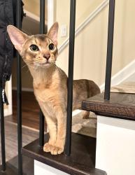 Reunited Male Cat last seen Stoneybrook Trail, Oakville, ON L6M 2R4