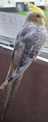 Reunited Male Bird last seen Royal blvd and Thomas st, Green Bay, WI 54303