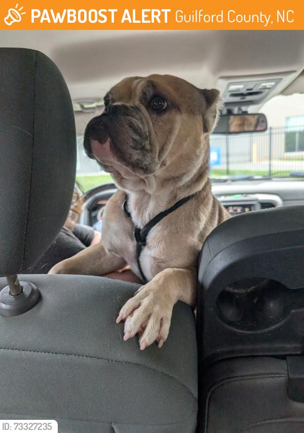 Found/Stray Male Dog last seen Cecilside Lane and McKnight Mill Rd, Guilford County, NC 27405
