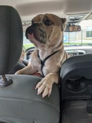 Found/Stray Male Dog last seen Cecilside Lane and McKnight Mill Rd, Guilford County, NC 27405