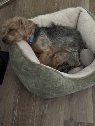 Lost Male Dog last seen Chasewood subdivision, Missouri City, TX 77489