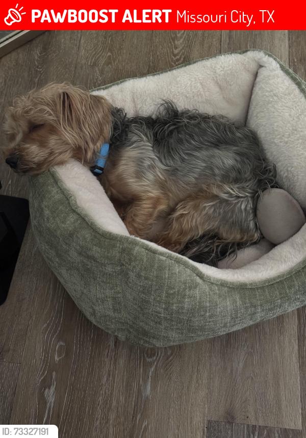 Lost Male Dog last seen Chasewood subdivision, Missouri City, TX 77489