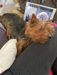 Lost Female Dog last seen E Hil Mar circle, District Heights, MD 20747