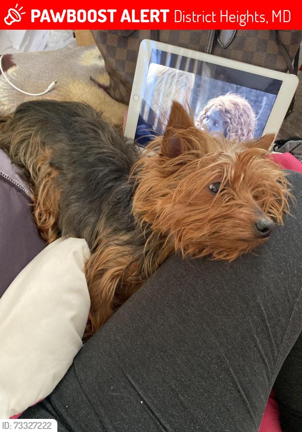 Lost Female Dog last seen E Hil Mar circle, District Heights, MD 20747
