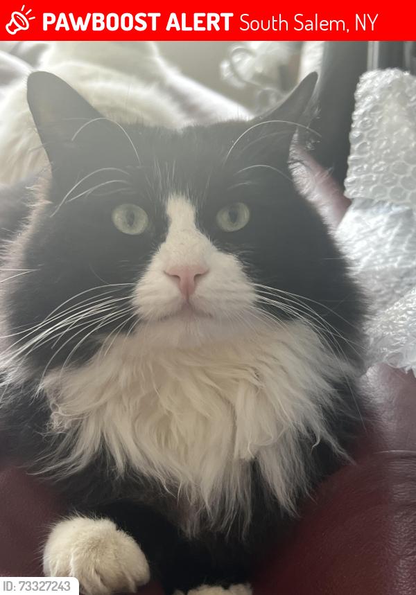 Lost Male Cat last seen lily's deli, truesdale lake, South Salem, NY 10590