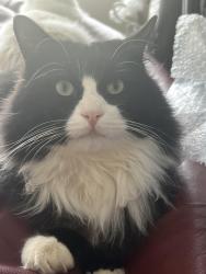 Lost Male Cat last seen lily's deli, truesdale lake, South Salem, NY 10590