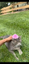 Reunited Female Cat last seen Near Riverbrook Circle, Highlands Ranch 80126, Littleton, CO 80126