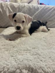 Found/Stray Female Dog last seen Near cheyenne Ln lawrenceville, Lawrenceville, GA 30044