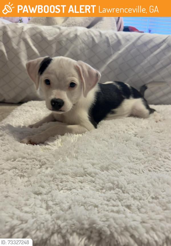 Found/Stray Female Dog last seen Near cheyenne Ln lawrenceville, Lawrenceville, GA 30044