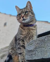 Lost Female Cat last seen Cleethorpes train station, Cleethorpes, England 