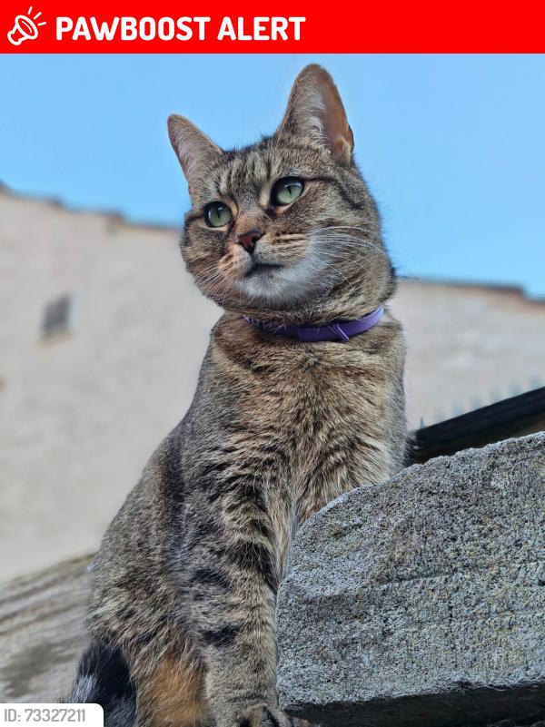Lost Female Cat last seen Cleethorpes train station, Cleethorpes, England 