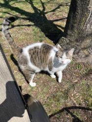 Lost Male Cat last seen Stafford Ave, Bristol, CT, Bristol, CT 06010