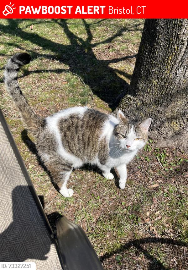 Lost Male Cat last seen Stafford Ave, Bristol, CT, Bristol, CT 06010