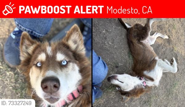 Lost Female Dog last seen mchenry and fremont ave modesto, Modesto, CA 95350