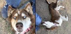 Lost Female Dog last seen mchenry and fremont ave modesto, Modesto, CA 95350