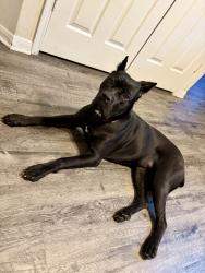Lost Female Dog last seen Listening Pass, Von Ormy, TX 78073