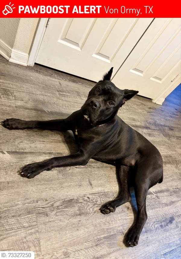 Lost Female Dog last seen Listening Pass, Von Ormy, TX 78073