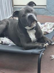 Reunited Male Dog last seen Meadowbrook, San Diego, CA 92114