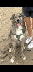 Reunited Female Dog last seen Brady street/ Farwell/ prospect ave, Milwaukee, WI 53211