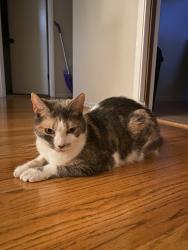 Reunited Female Cat last seen 26th Avenue and Geary, San Francisco, CA 94122