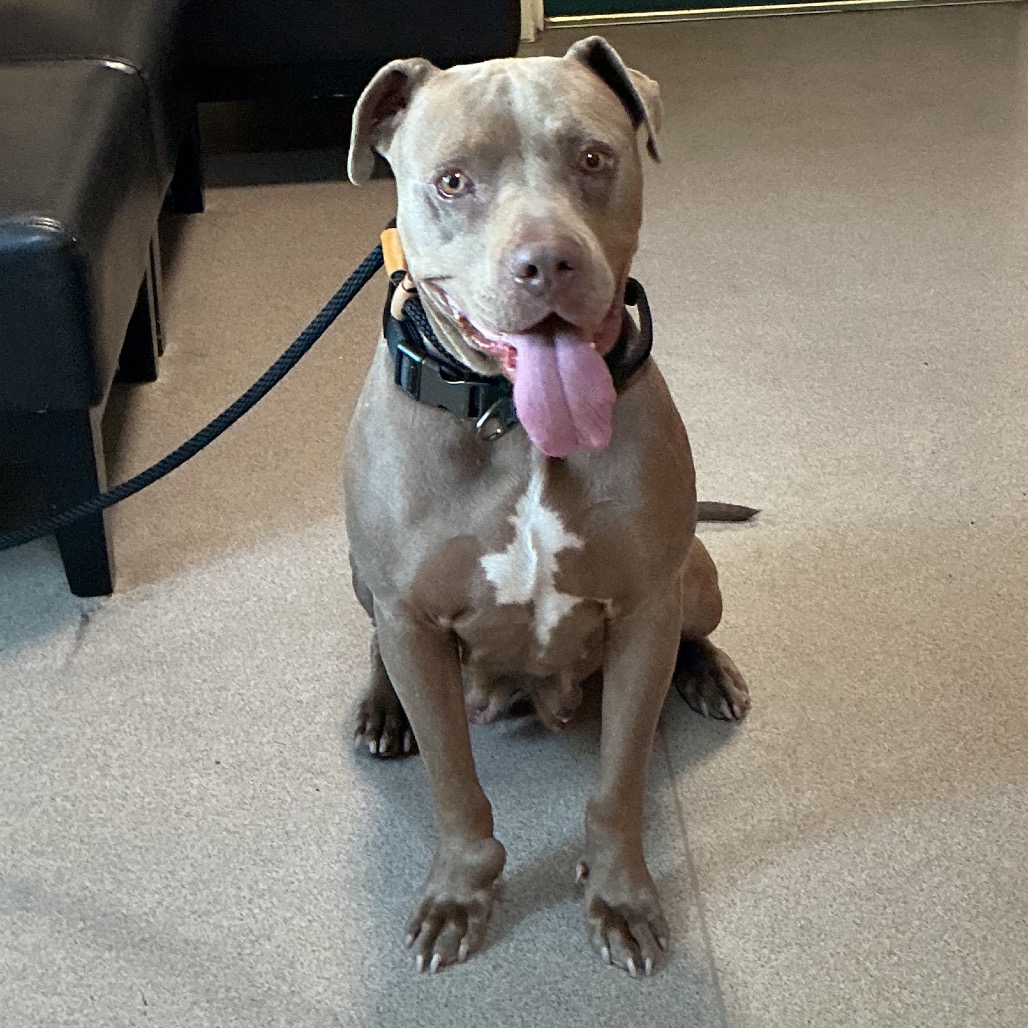 Shelter Stray Female Dog last seen , 361 S Raymond Ave, Pasadena, CA 91105, USA