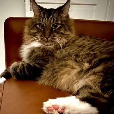 Shelter Stray Male Cat last seen , 361 S Raymond Ave, Pasadena, CA 91105, USA