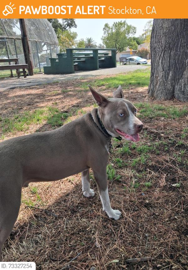 Found/Stray Male Dog last seen Victory Park, Stockton, CA 95202