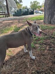 Found/Stray Male Dog last seen Victory Park, Stockton, CA 95202