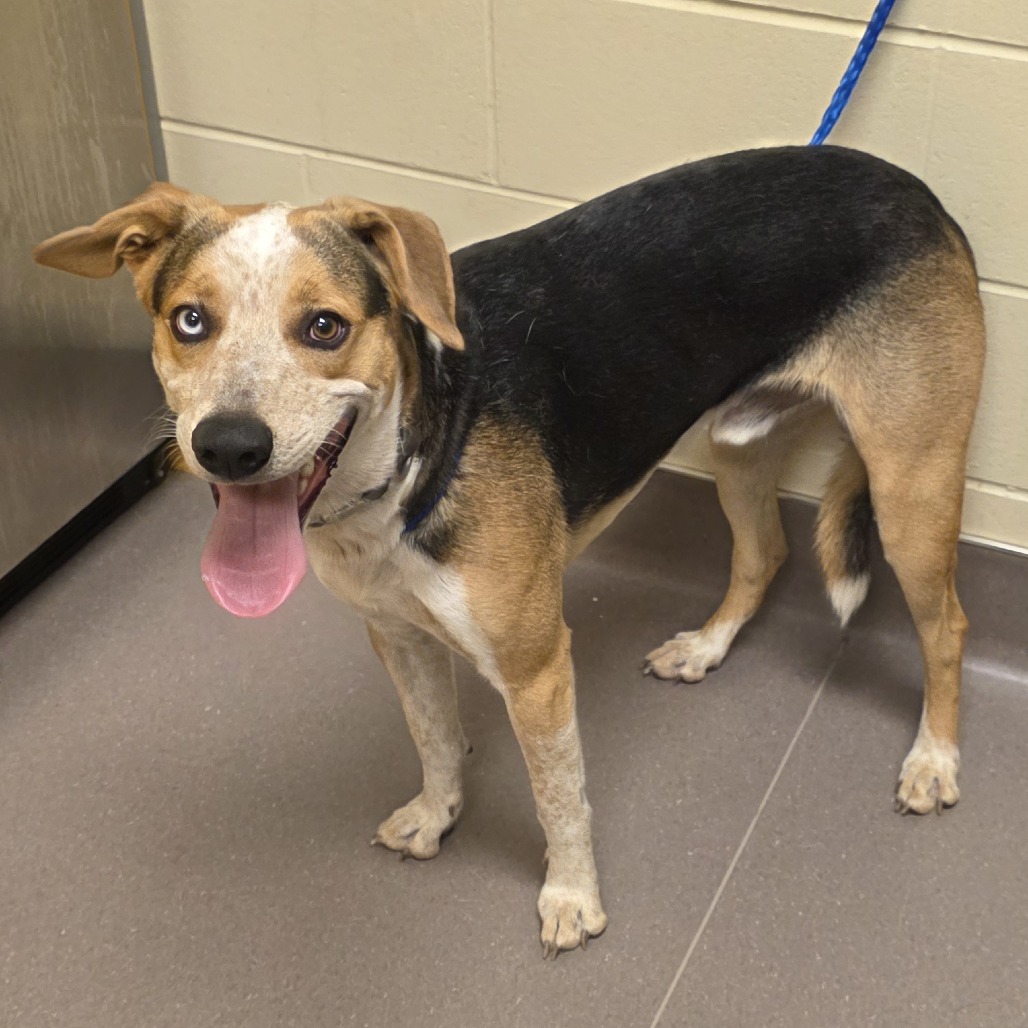 Shelter Stray Male Dog last seen , 3428 S Jenkins Ave, Norman, OK 73072, USA