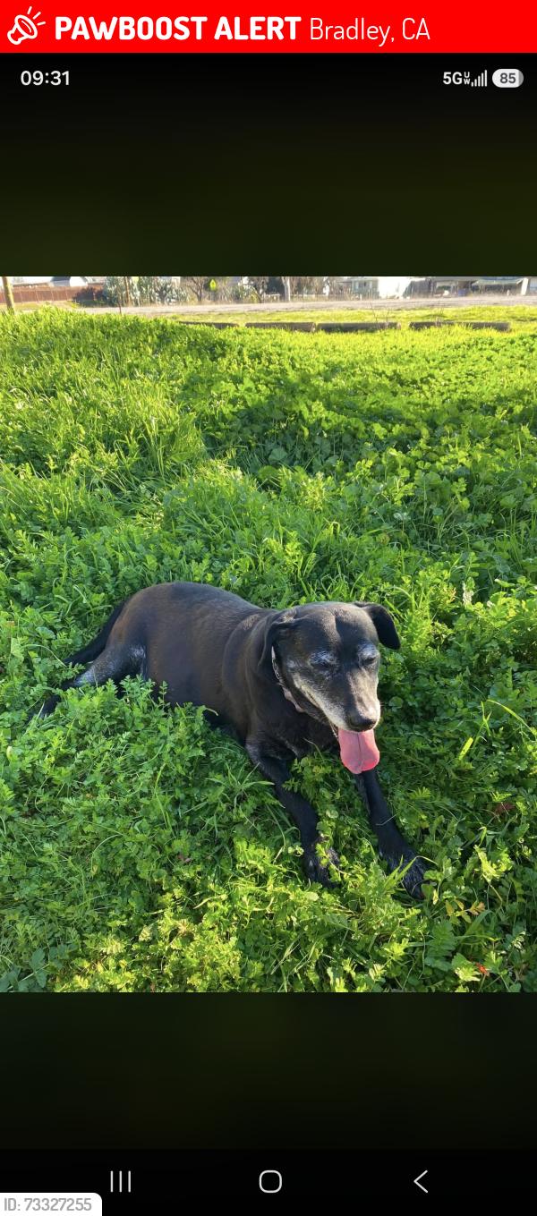 Lost Female Dog last seen At address, Bradley, CA 93426