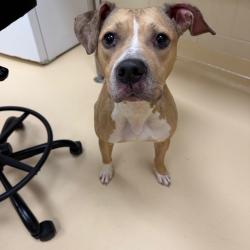 Shelter Stray Female Dog last seen , 5570 Sturmer Park Cir, Winston-Salem, NC 27105, USA