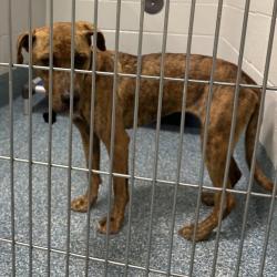 Shelter Stray Female Dog last seen , 980 Guilford College Rd, Greensboro, NC 27409, USA