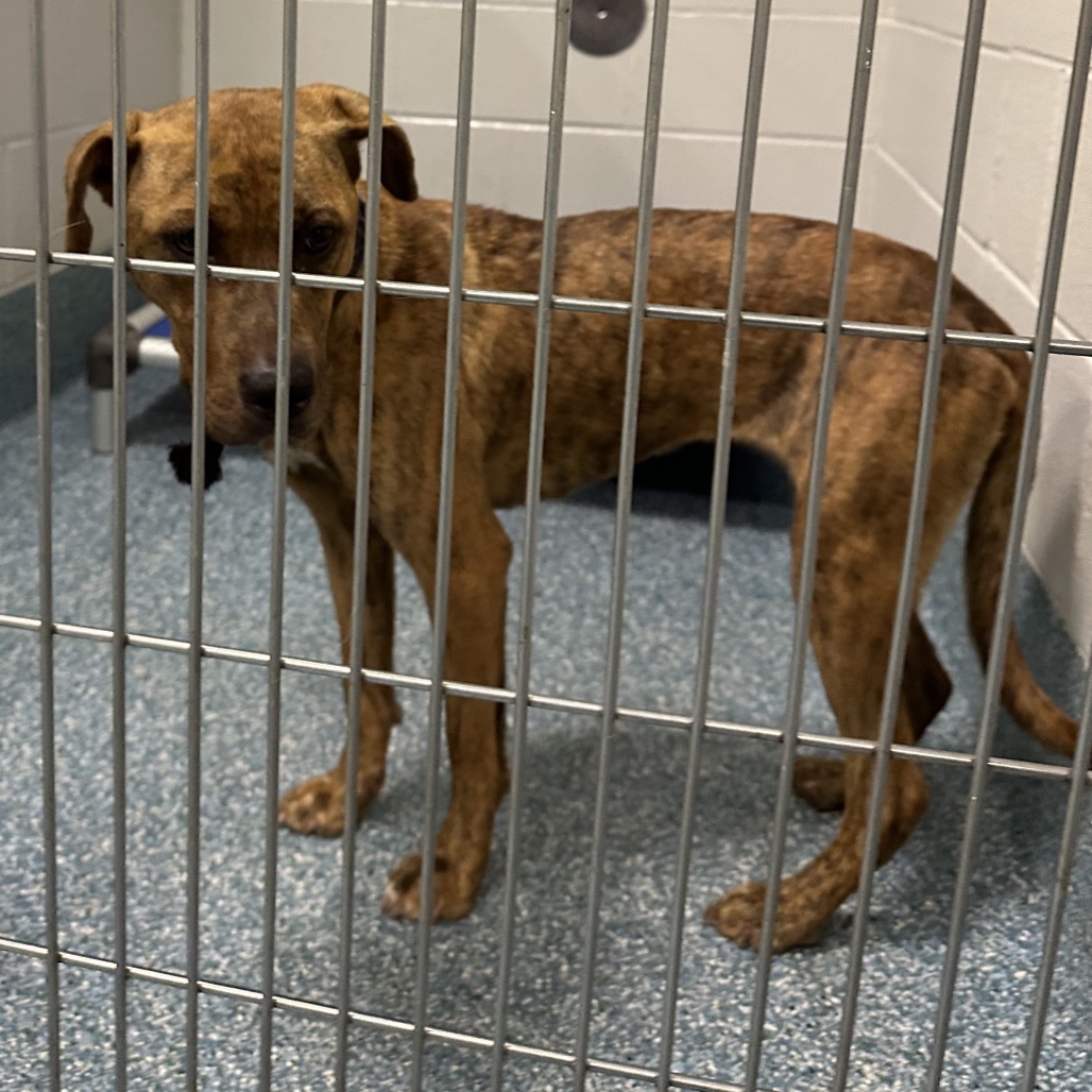 Shelter Stray Female Dog last seen , 980 Guilford College Rd, Greensboro, NC 27409, USA