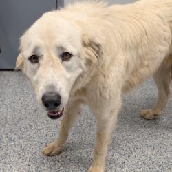 Shelter Stray Male Dog last seen , 328 Furman Hall Rd, Greenville, SC 29609, USA