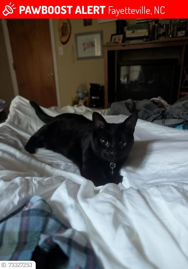 Lost Female Cat last seen Forest hills dr and woodberry lane, Fayetteville, NC 28303