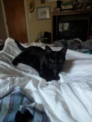 Lost Female Cat last seen Forest hills dr and woodberry lane, Fayetteville, NC 28303