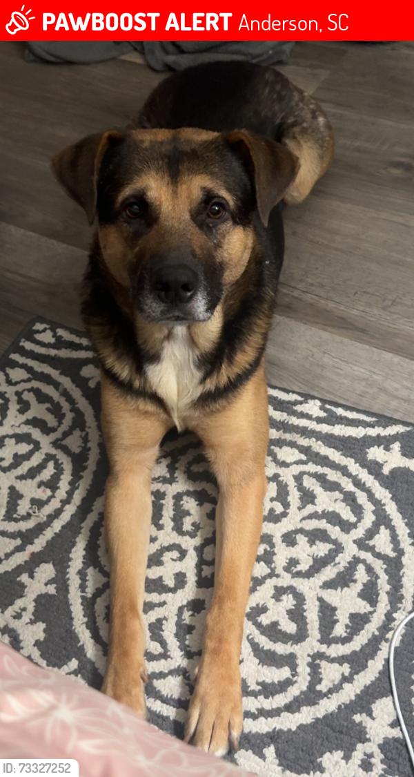 Lost Male Dog last seen Simpson rd and Charlestowne Way, Anderson, SC 29621