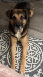Lost Male Dog last seen Simpson rd and Charlestowne Way, Anderson, SC 29621