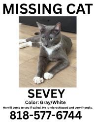 Lost Male Cat last seen San Dimas / La Verne area, San Dimas, CA 91773
