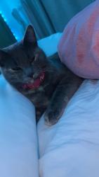 Lost Female Cat last seen near salinas, Everett, MA 02149