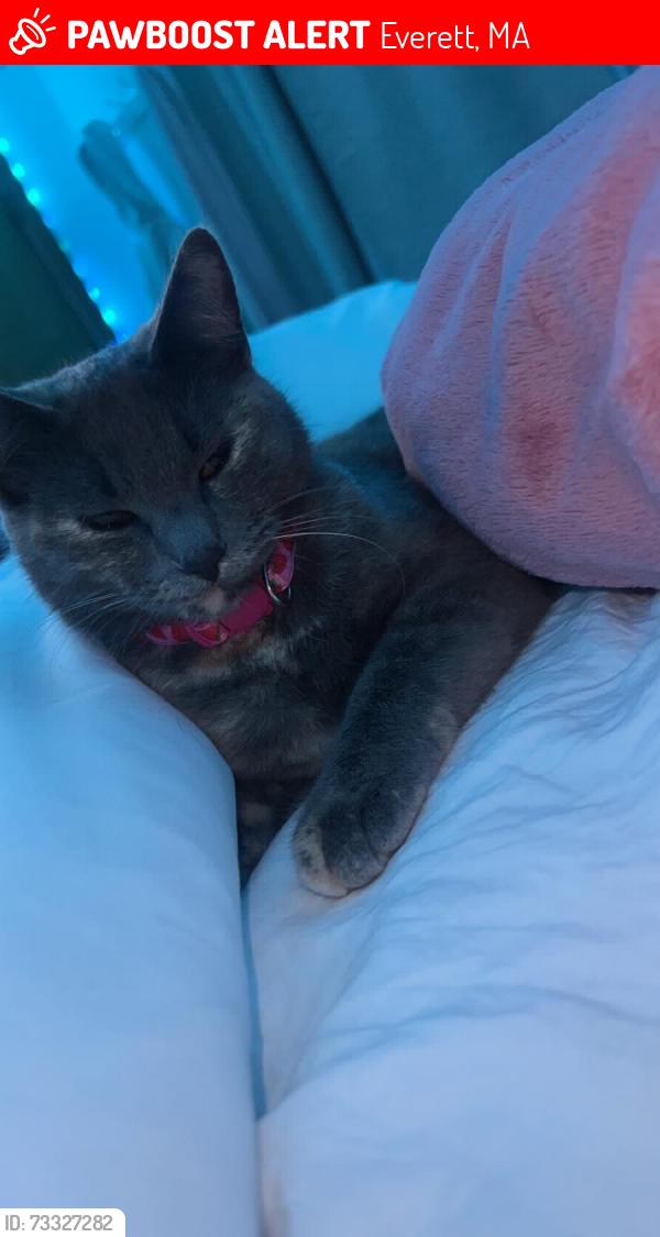 Lost Female Cat last seen near salinas, Everett, MA 02149