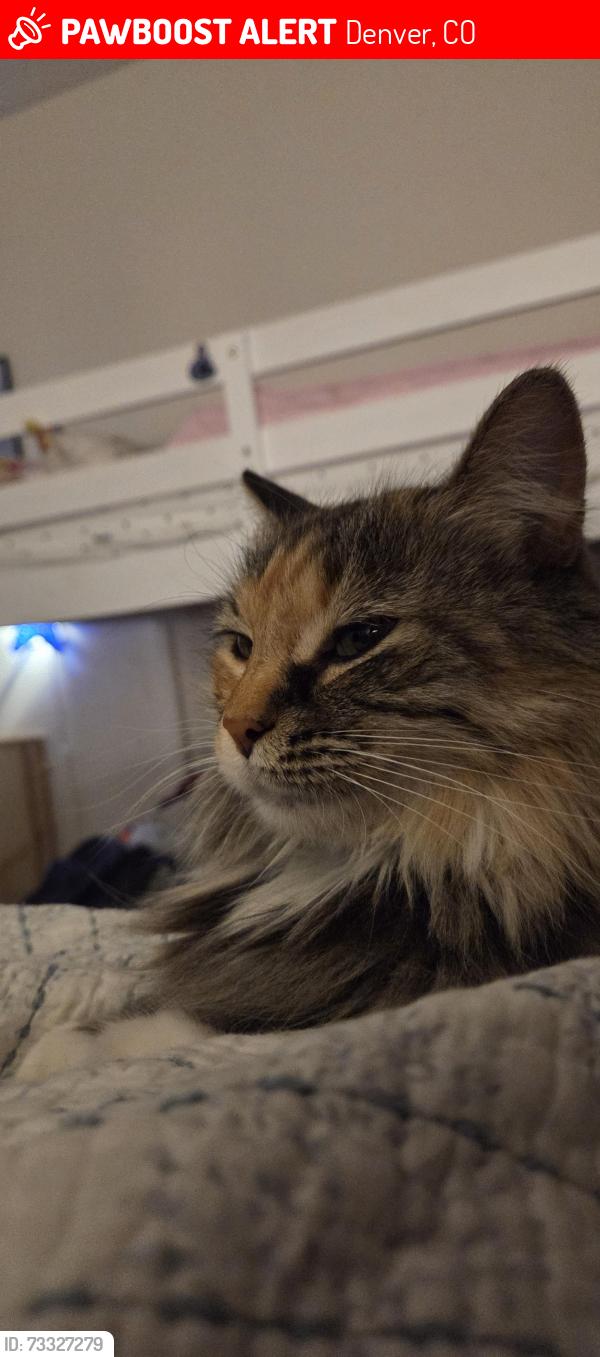 Lost Female Cat last seen Andes and 45th, Denver, CO 80249