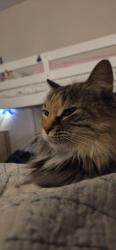 Lost Female Cat last seen Andes and 45th, Denver, CO 80249
