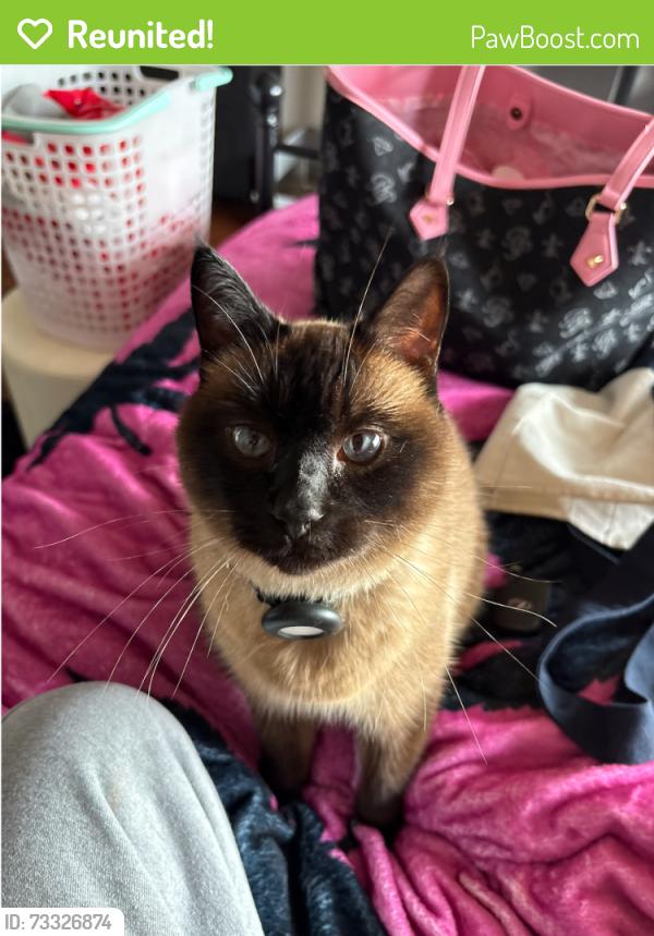 Reunited Male Cat last seen near 1548 jenevien avenue, San Bruno, CA 94066