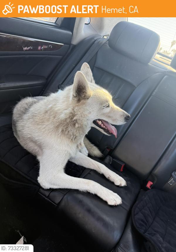 Found/Stray Female Dog last seen State and stetson, Hemet, CA 92543