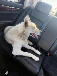 Found/Stray Female Dog last seen State and stetson, Hemet, CA 92543