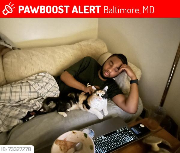 Lost Female Cat last seen Near Greenspring Avenue, Baltimore, MD 21209