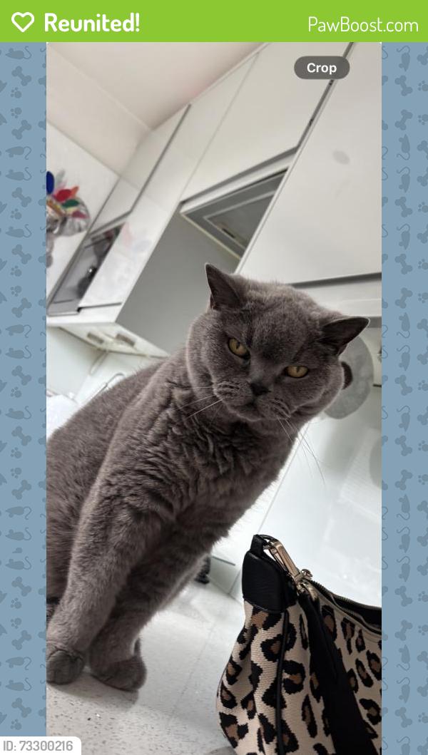 Reunited Male Cat last seen Longshaw road, Greater London, England E4 6LH
