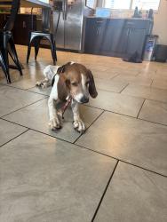 Reunited Female Dog last seen 29th and Harrison, Tucson, AZ 85710